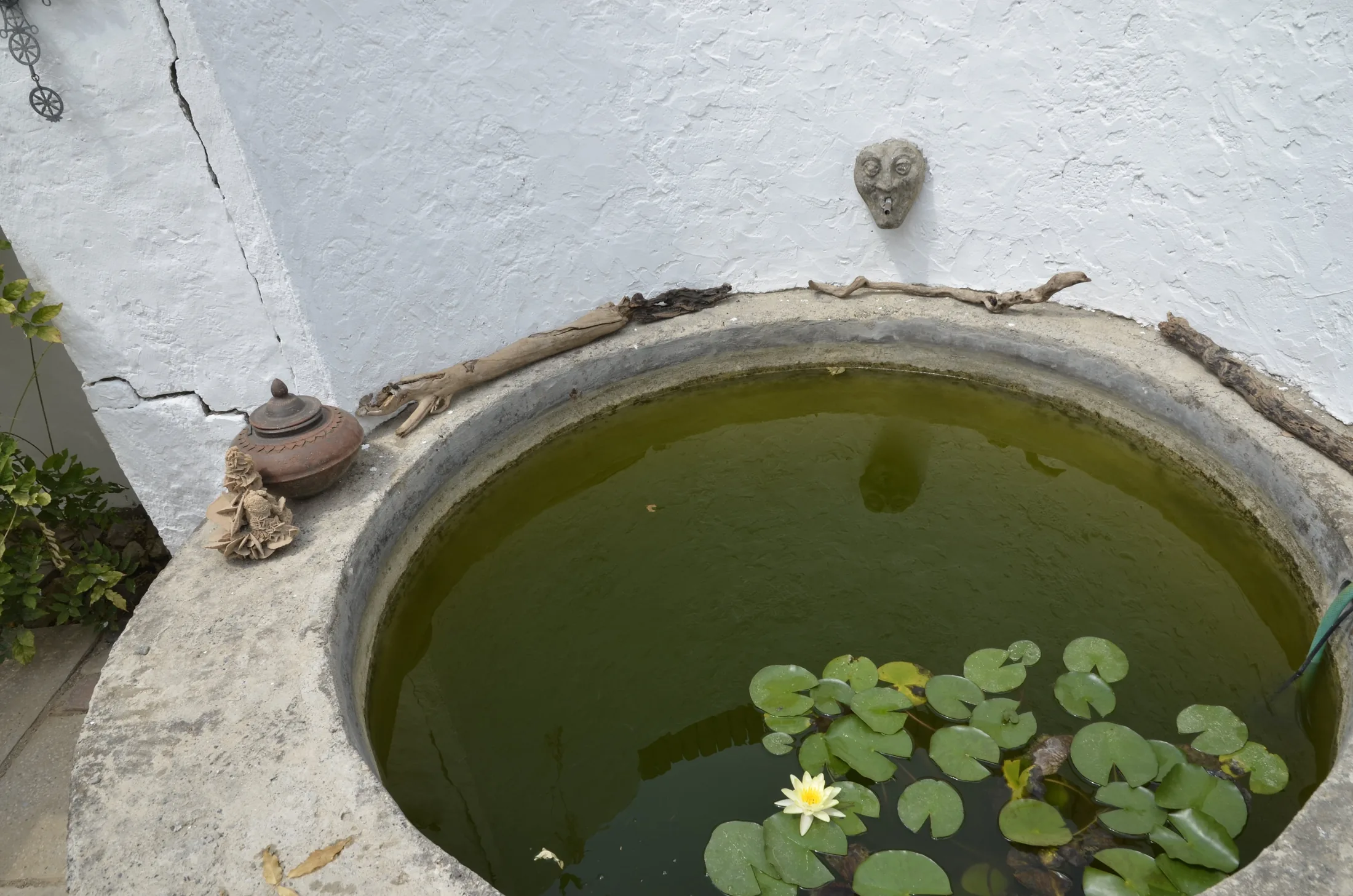 Nympheen Brunnen Küchenterrasse